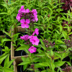 Flox metlinatý (Phlox paniculata) 'Sweet Summer Fragrance'® - kont. C1L